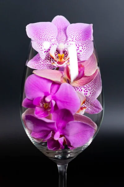 Τα λουλούδια Lilac Orchid βρίσκονται σε ένα άδειο ποτήρι κρασιού. — Φωτογραφία Αρχείου