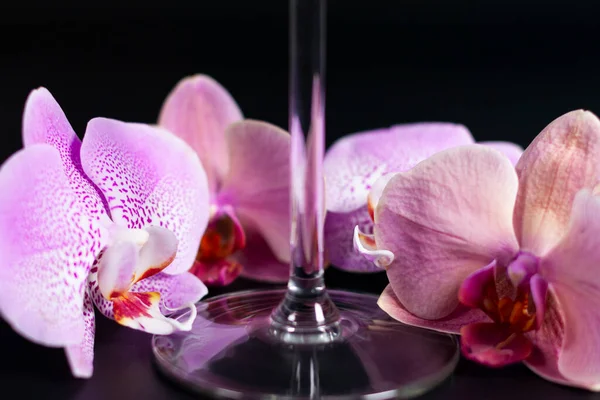 Een groep paarse orchideeën in verschillende tinten rond de steel van een wijnglas. Donkere achtergrond. — Stockfoto