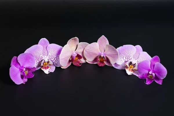 Πολλά λουλούδια Orchid στη σκοτεινή επιφάνεια είναι τοποθετημένα σε ένα τόξο. — Φωτογραφία Αρχείου