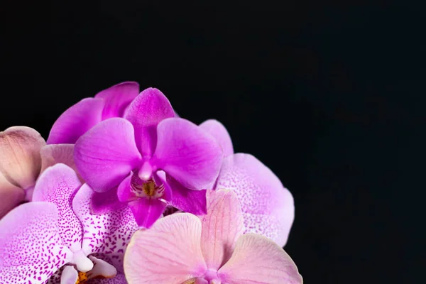Μια ομάδα λουλουδιών Orchid στην κάτω αριστερή γωνία της οθόνης. — Φωτογραφία Αρχείου