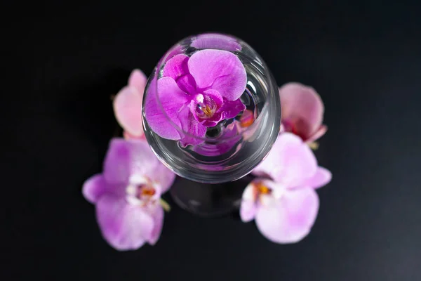 Een groep lila orchidee bloemen van verschillende tinten rond een glas wijn. Eén Phalaenopsis binnen.. — Stockfoto