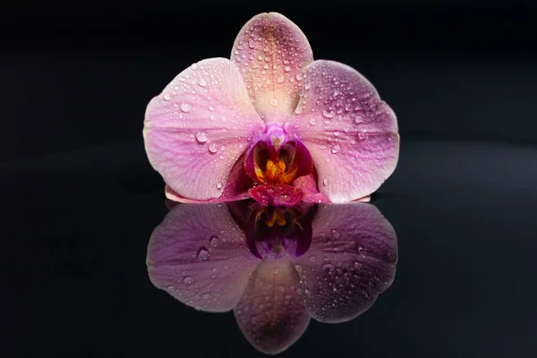 Αμέθυστος ορχιδέα λουλούδι σε μια σκοτεινή ανακλαστική επιφάνεια. Σταγόνες νερού στα πέταλα. — Φωτογραφία Αρχείου