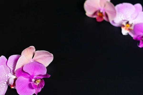 Λουλούδια ορχιδέας στις γωνίες της οθόνης. Σκούρο φόντο. — Φωτογραφία Αρχείου