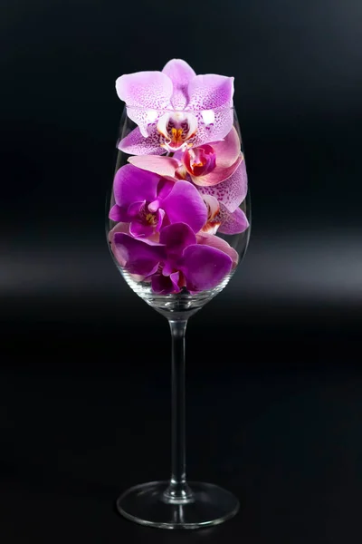 Μοβ ορχιδέα λουλούδια σε ένα άδειο ποτήρι. — Φωτογραφία Αρχείου