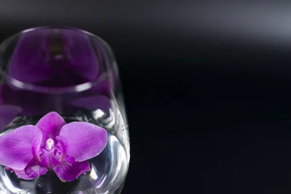 Το μωβ λουλούδι Orchid είναι σε ένα άδειο ποτήρι κρασιού. — Φωτογραφία Αρχείου