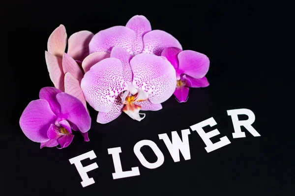 Een groep paarse orchideeën van verschillende tinten op een donker oppervlak. Diagonaal is het teken bloem. — Stockfoto