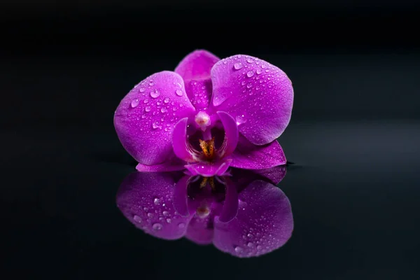Цветок сиреневой орхидеи на темной отражающей поверхности. — стоковое фото