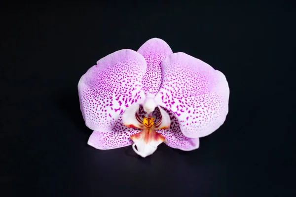 Orchidee bloem op een donkere of zwarte achtergrond. — Stockfoto