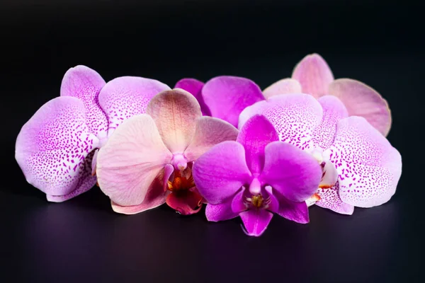 Несколько цветов орхидеи на темном фоне. — стоковое фото