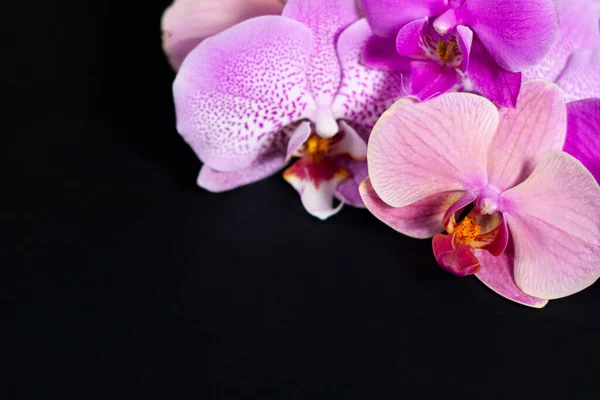 Цветы сиреневой орхидеи в правом верхнем углу экрана. — стоковое фото