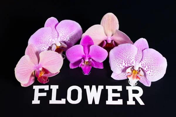 Een groep paarse orchideeën van verschillende tinten op een donker oppervlak. Op de bodem staat-bloem.. — Stockfoto
