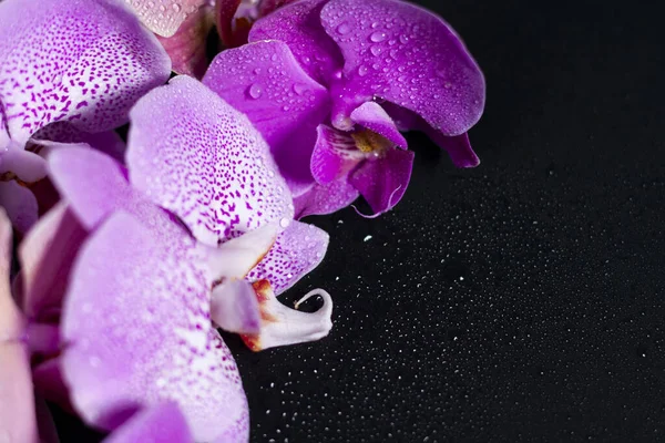 Группа сиреневых орхидей различных оттенков с правой стороны экрана. — стоковое фото