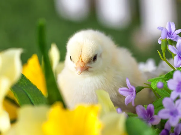 小鸡正坐在花 — 图库照片