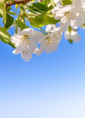 Çiçeği elma ağacı. Beyaz bahar çiçekleri portre. Kopya alanı.