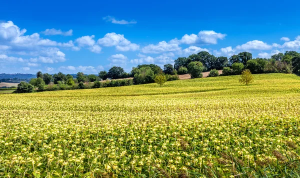 Område med vackra blommande solrosor. Landsbygdens landskap i Toscana. — Stockfoto