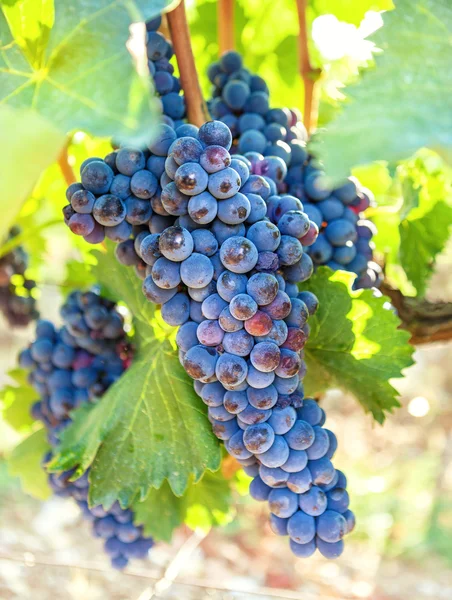 Dojrzałe, niebieski winorośli zbliżenie, w tle winnicy. Ciemne winogrona. — Zdjęcie stockowe
