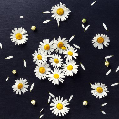 Çiçek desenli siyah arka plan yakın çekim üzerinde papatya, kakma. Çiçekler görünümü top