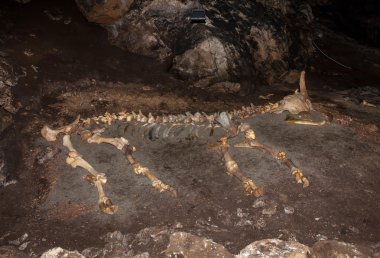 Yere bir mağarada büyük hayvan yalan, iskelet.