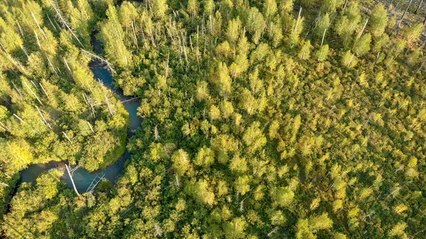 Widok Lotu Ptaka Młodych Drzew Rosnących Miejscu Pożaru Lasu Odzyskiwanie — Zdjęcie stockowe