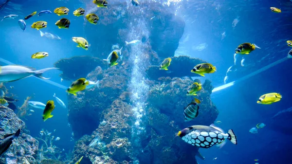 Schöne Farbenfrohe Exotische Meeresfische Gelben Blauen Und Weißen Farben Schwimmen — Stockfoto