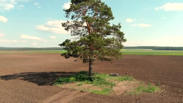 파종 한 농지 한 가운데서 있는 소나무 한 그루. — 비디오