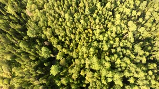 Yeşil koruluğun üzerinde kozalaklı ağaçlar uçuşuyor. Orman insansız hava aracının üst görüntüsü. — Stok video