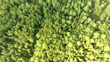 Yeşil koruluğun üzerinde kozalaklı ağaçlar uçuşuyor. Orman insansız hava aracının üst görüntüsü.