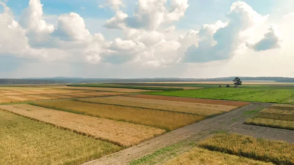 Flygfoto Från Drönare Landsbygden Jordbruksfält Mogen Majs Och Vete Omger — Stockfoto