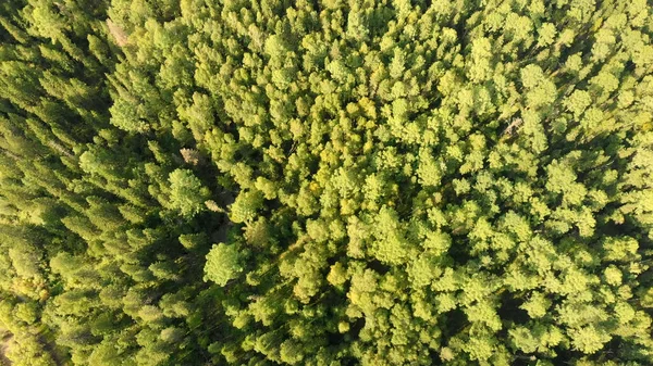 从空中俯瞰着长有针叶树的绿树 茂密的森林景观令人惊叹的顶部景观 — 图库照片