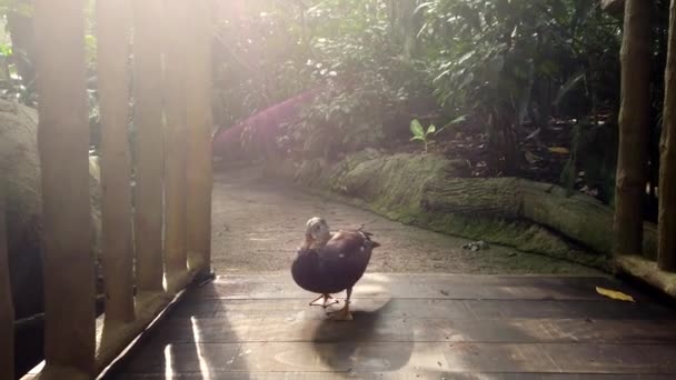 Pato marrom caminha ao longo da ponte de madeira na floresta tropical no parque da natureza. — Vídeo de Stock