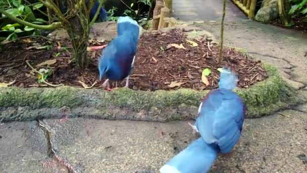 Dos pájaros exóticos de victoria azul coronaron a sus rivales de palomas y luchan contra alas de solapa. — Vídeo de stock