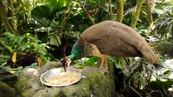 Krmení exotických ptáků s hnědým peřím samice páva v tropickém parku. — Stock video