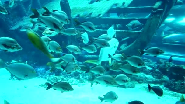 Scuola di pesci e squali che nuotano sullo sfondo di una grande nave affondata in legno. — Video Stock