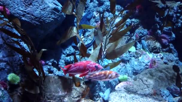 Pequeños peces exóticos del océano varios tipos nadando entre arrecifes de coral natural. — Vídeo de stock