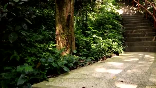 Dicht tropisch regenwoud loopbrug met trappen en houten bamboe leuningen — Stockvideo