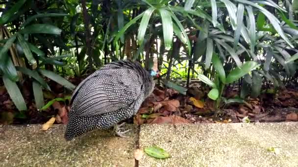 Pájaros de Guinea Manchados Negros caminan en parque tropical. Pájaro exótico en una vida silvestre — Vídeos de Stock