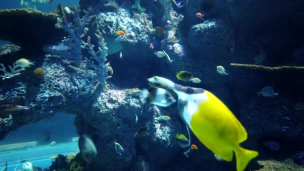 Peces exóticos del océano colores amarillo, azul y blanco nadando entre los arrecifes de coral. — Vídeo de stock