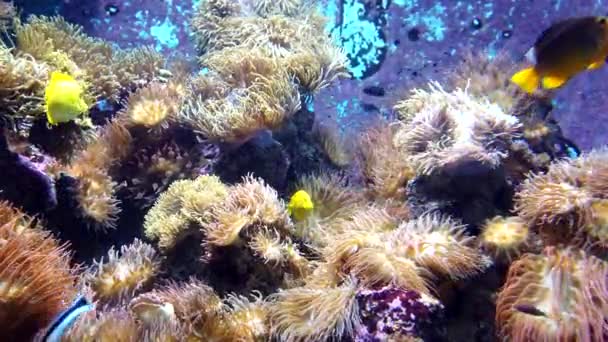 天然のサンゴ礁の間で様々なタイプの小さなエキゾチックな海の魚. — ストック動画