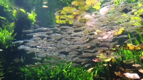 École de poissons transparents et de poissons-chats en verre ou fantômes nageant dans l'aquarium — Video