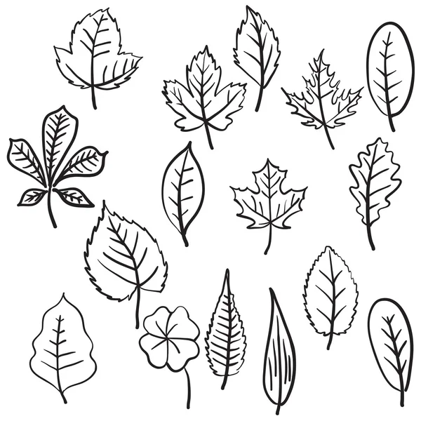Ensemble de différents types de feuilles dessinées à la main . — Image vectorielle