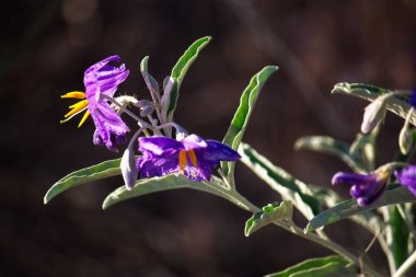Ölümcül itüzümüne yakın çekim, Atropa belladonna çiçeği. Arizona.