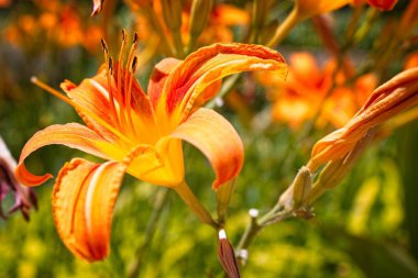 Closeup of an orange Stargazer Lilly, Arizona.