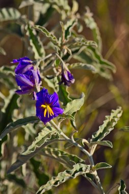 Ölümcül itüzümüne yakın çekim, Atropa belladonna çiçeği. Arizona.