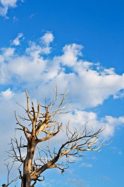 Mavi gökyüzü ve beyaz bulutlardan oluşan ölü bir ağaç. Arizona.