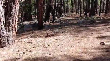 Çam ormanında yürüyüş. Griffith Springs, Flagstaff, Arizona.