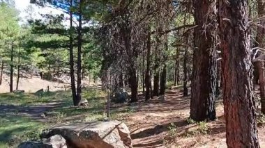 Çam ormanında yürüyüş. Griffith Springs, Flagstaff, Arizona.