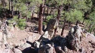 Çam ormanında yürüyüş. Griffith Springs, Flagstaff, Arizona.