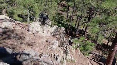 Çam ormanında yürüyüş. Griffith Springs, Flagstaff, Arizona.