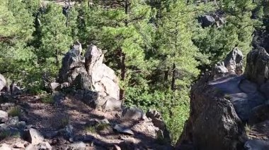 Çam ormanında yürüyüş. Griffith Springs, Flagstaff, Arizona.