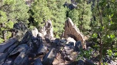Çam ormanında yürüyüş. Griffith Springs, Flagstaff, Arizona.